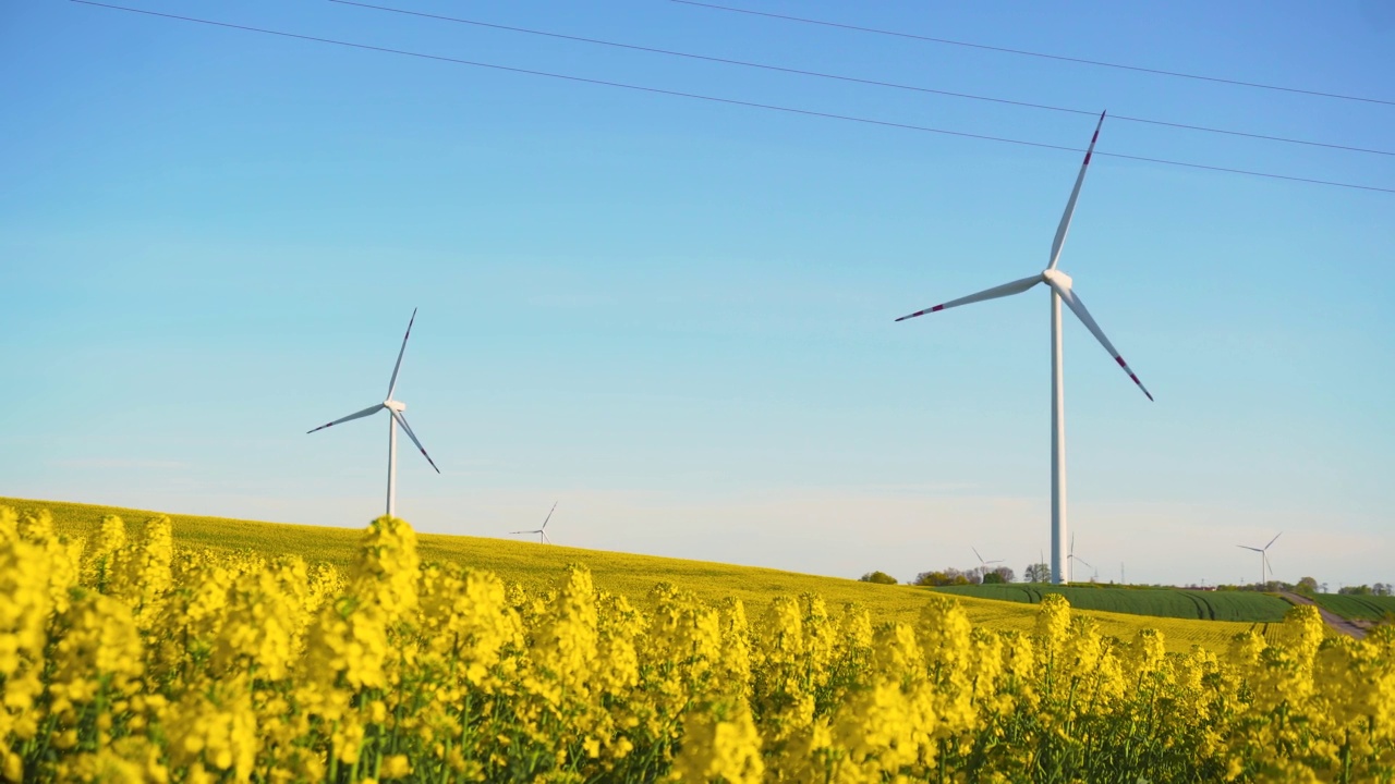 开发绿色能源的风车涡轮叶片背景下油菜田开花的芽视频素材