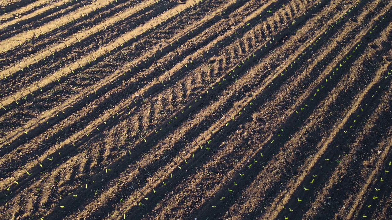 无人机飞越绿色农业玉米田，耕作景观与拖拉机在土壤上的痕迹视频素材