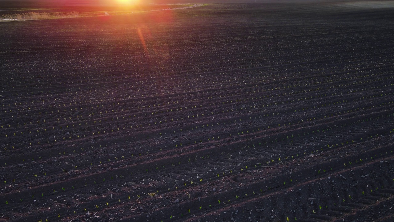 鸟瞰生机勃勃的绿色年轻玉米植株，幼苗在深棕色肥沃，潮湿的土壤在夕阳的光线视频素材