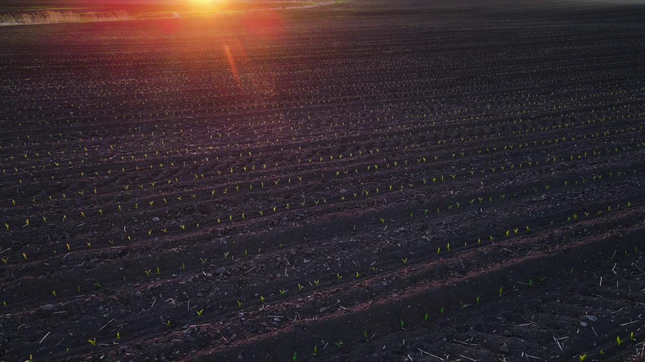 在令人惊叹的日落时分，成排的玉米在农田里发芽视频素材