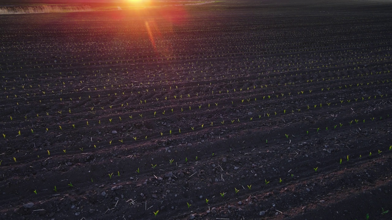 在令人惊叹的日落时分，一排排的玉米苗在农田里生长视频素材
