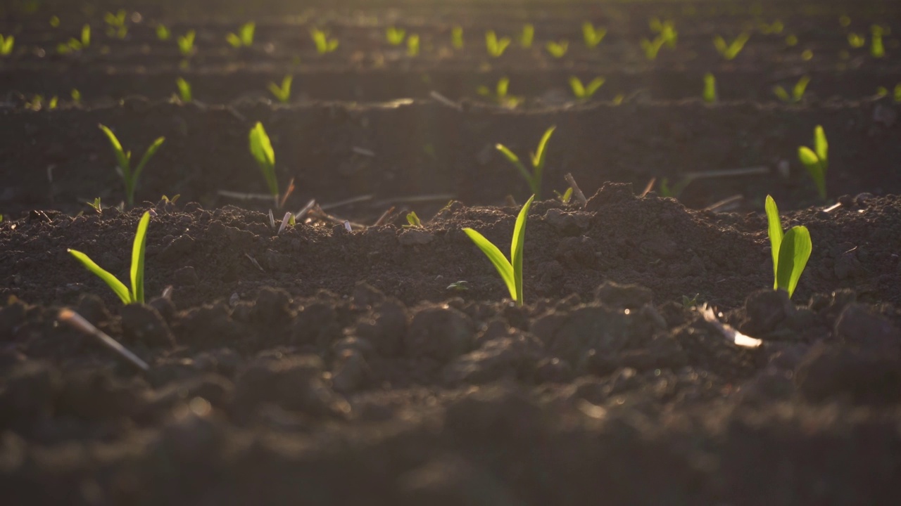 这是充满活力的绿色年轻玉米植株，幼苗在深棕色肥沃，潮湿的土壤在夕阳的光线视频素材