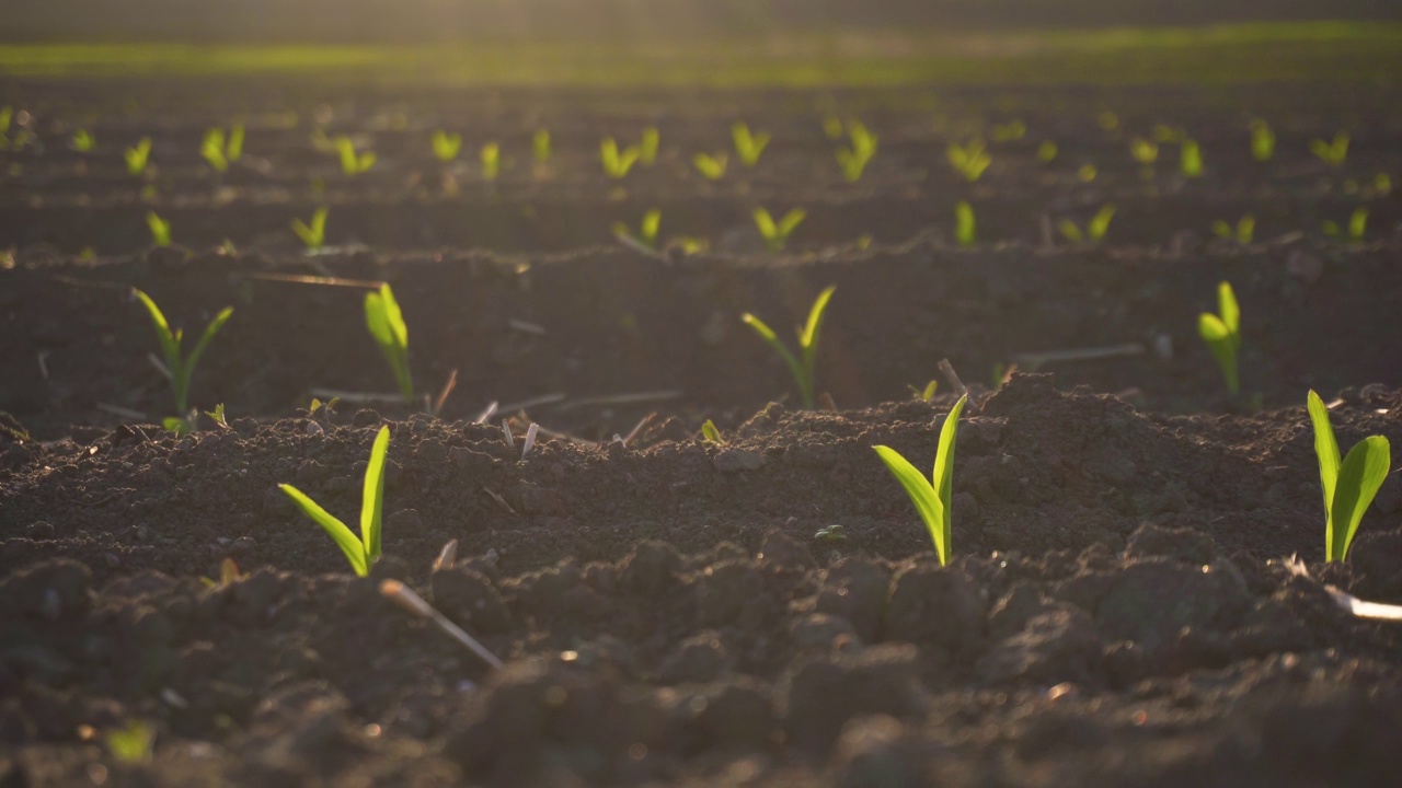 在夕阳的余晖中，农田里种植着嫩绿的玉米、玉米的嫩芽、嫩枝，一排排地栽在肥沃的土壤里视频素材