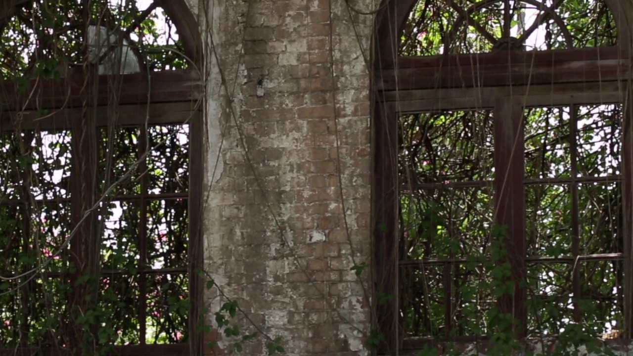 背景墙有旧窗户和灌木丛视频下载