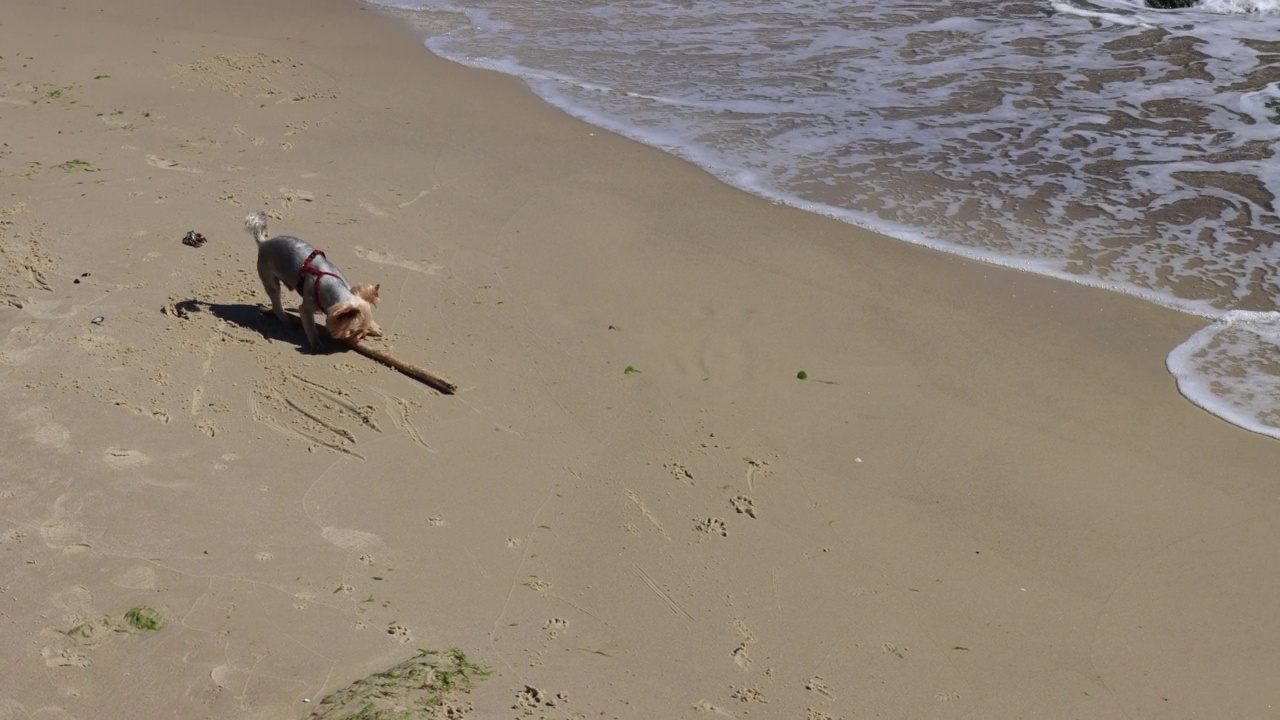 狗狗沿着海岸奔跑玩耍，嘴里叼着棍子。4 k的决议视频下载