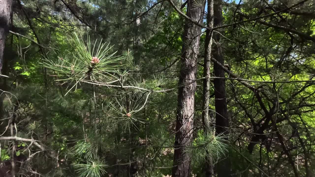 巨大的松树林视频下载