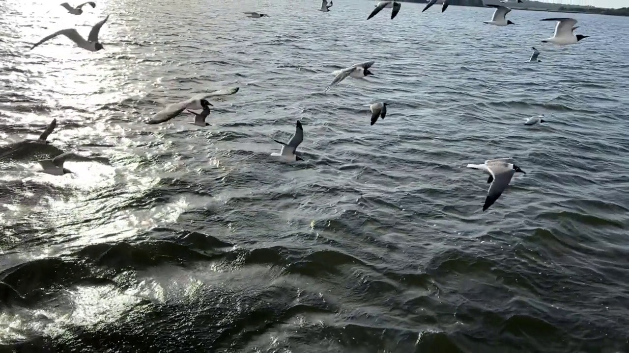 大笑的海鸥(慢镜头)视频素材