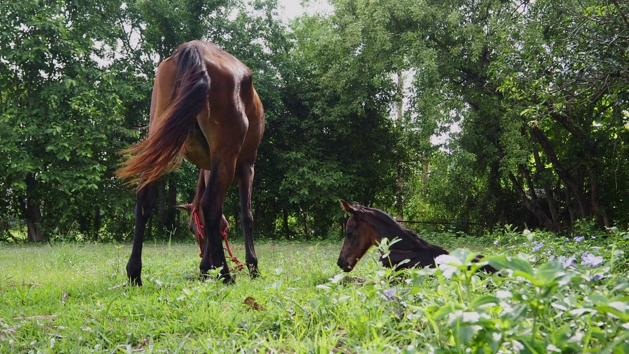 小红马和可爱的小马驹在乡下吃草视频素材