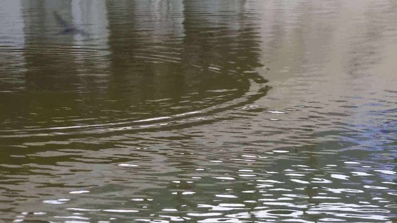 碧波池水，倒影条纹。高清视频水面为背景。视频素材