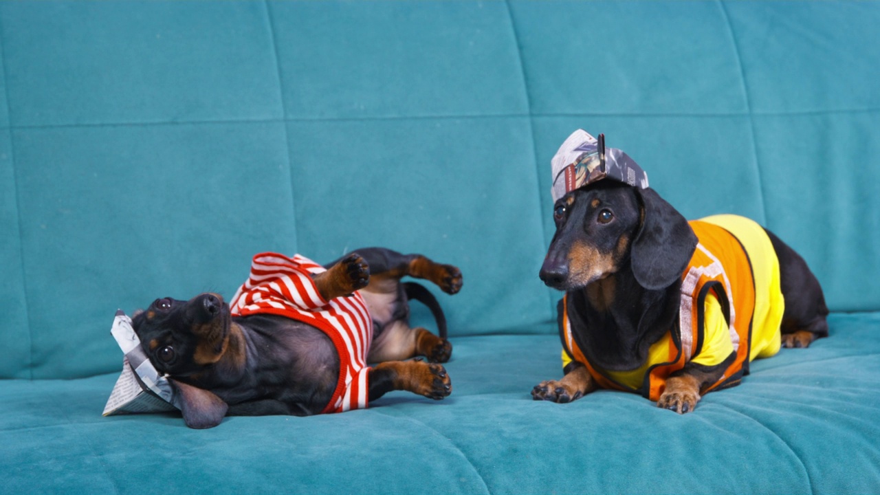 两只滑稽的腊肠狗穿着房屋油漆工的服装坐在沙发上，假装很累。经过训练的狗穿着戏服表演有趣的把戏。打断建筑工人的工作视频下载