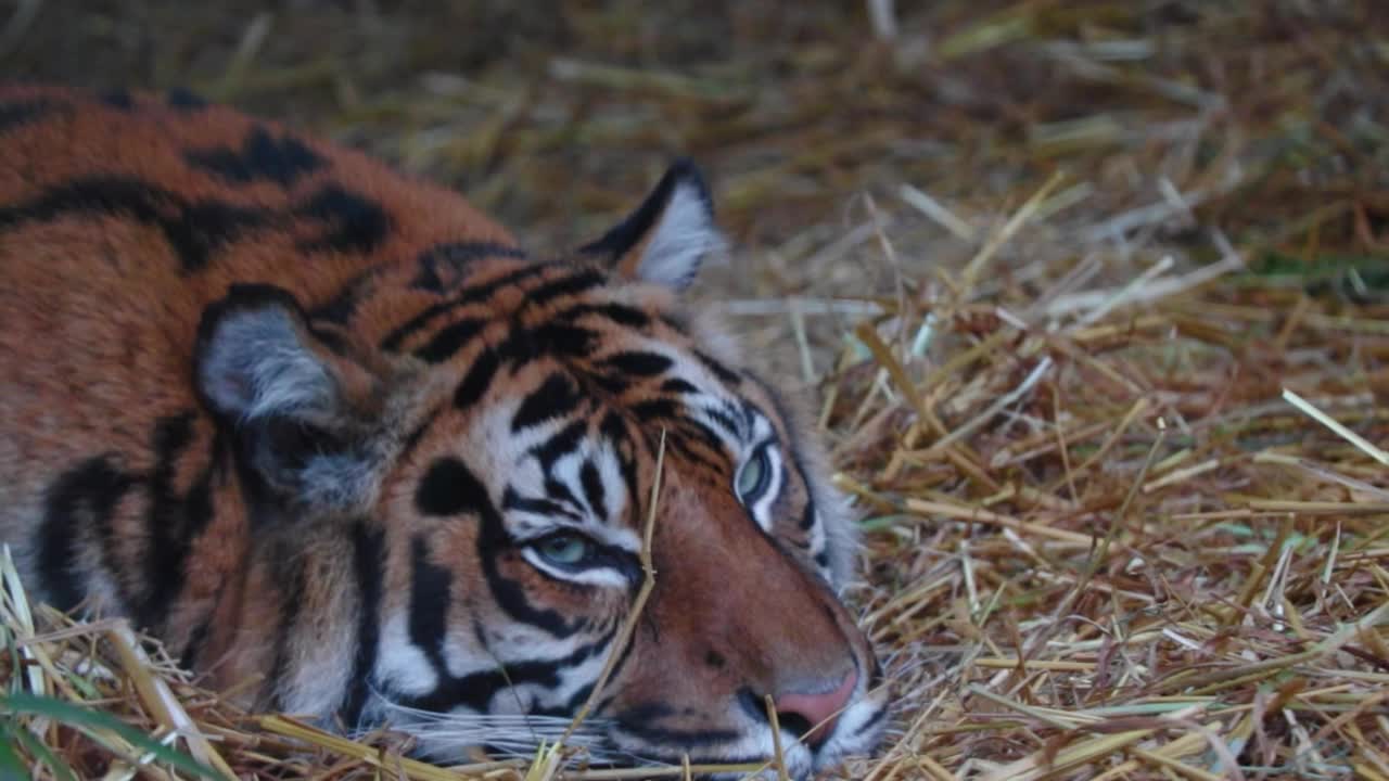 卧倒的老虎的特写。野生动物。掠夺性的猫视频下载