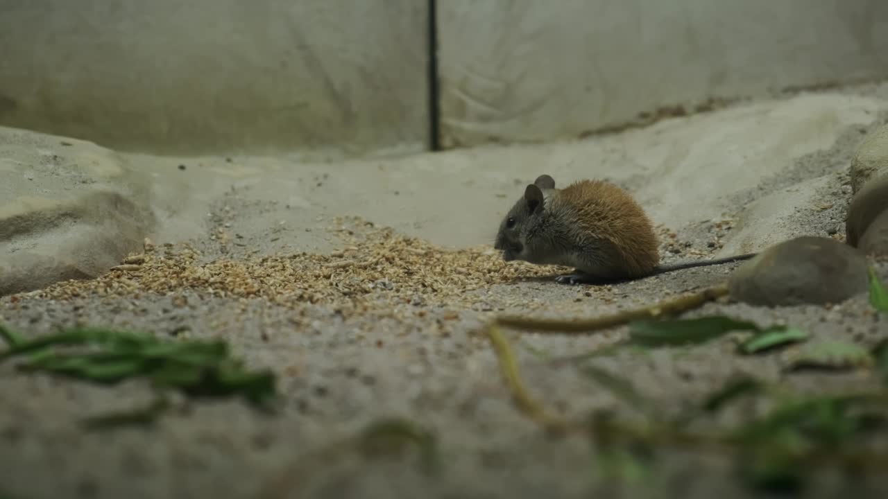 近距离观察条纹田鼠吃种子视频素材