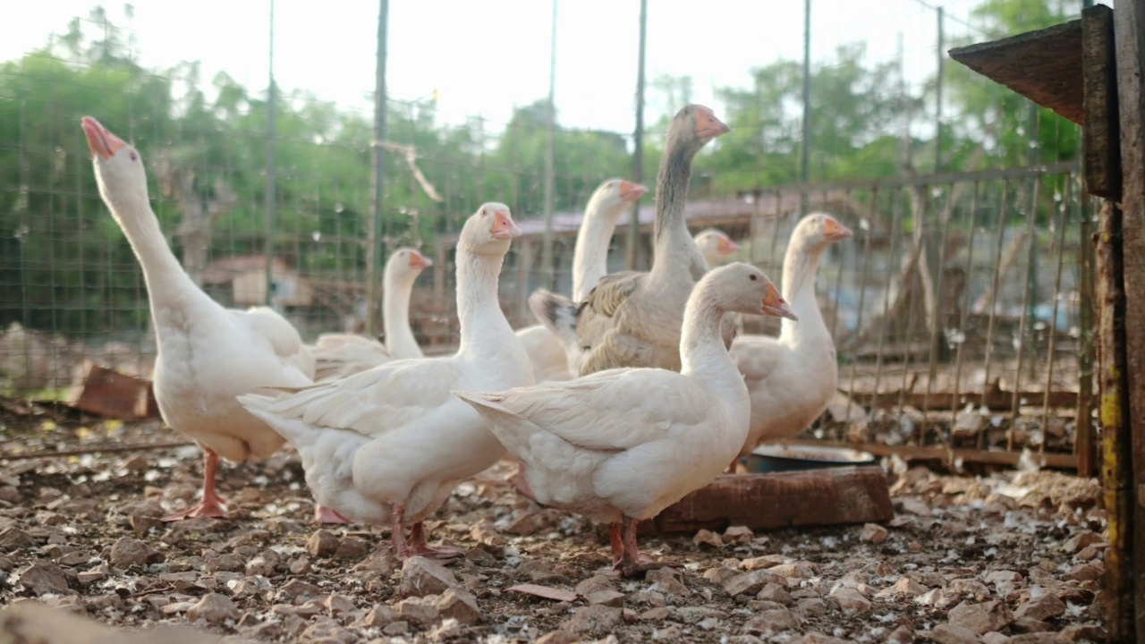 鹅在农场的鸡笼里走。地板笼散养禽是现代家禽养殖的发展趋势。小生意。视频素材