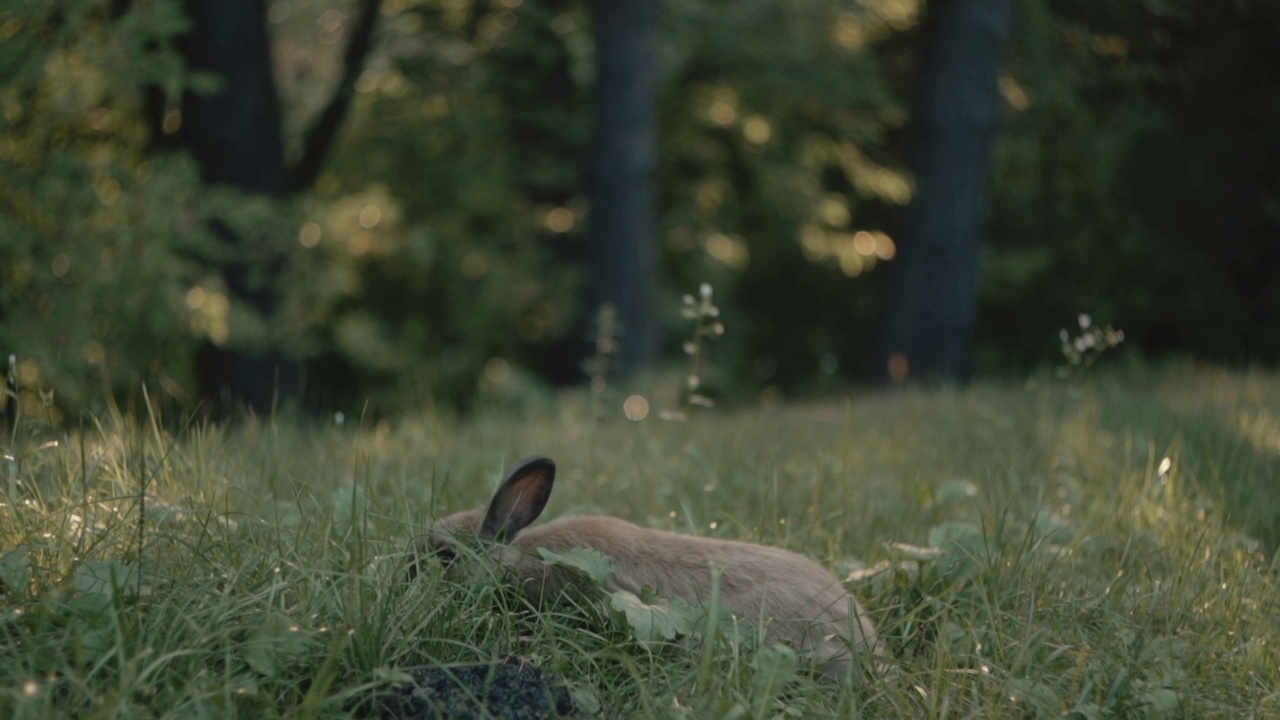 可爱的毛茸茸的耳兔坐在绿色的花园大自然，吃绿色的草。复活节兔子的象征。与自然为伴。视频素材