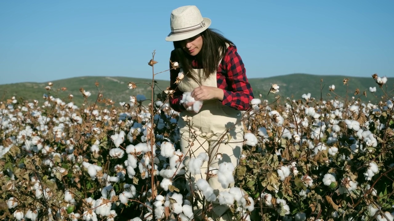 收割棉花的年轻农妇。农业和纺织业视频素材