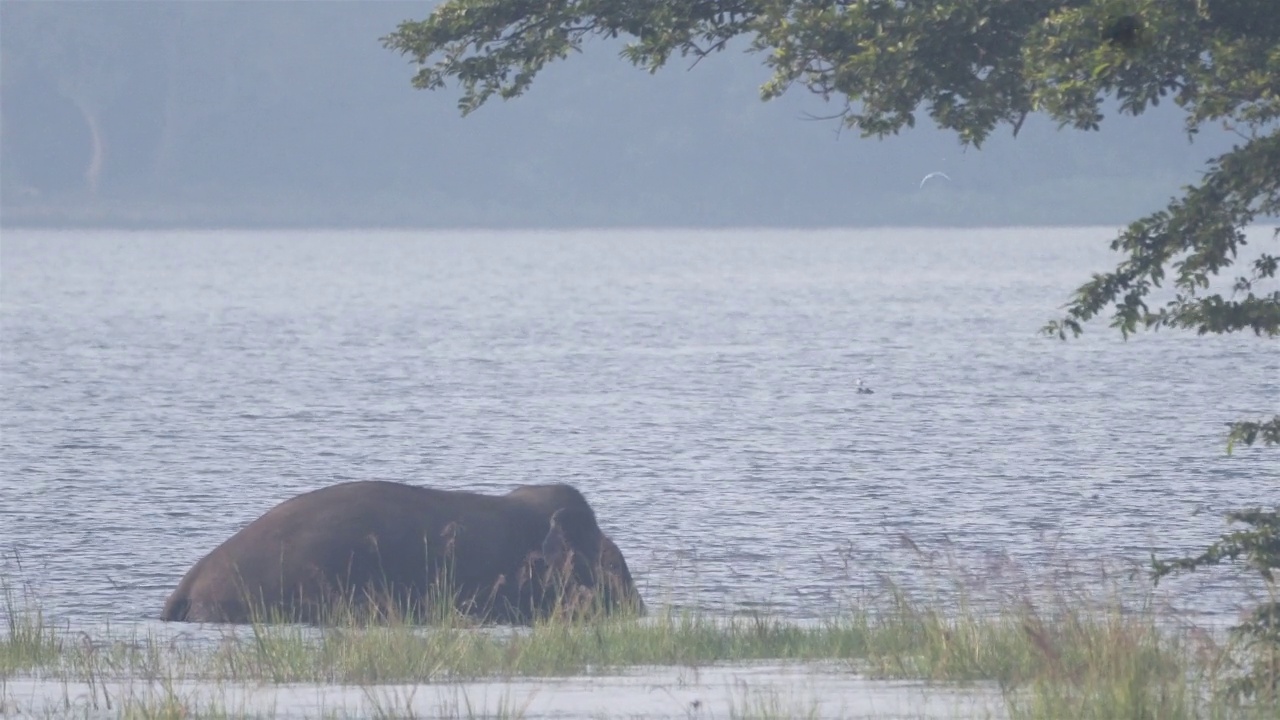 斯里兰卡，大象在水中进食视频素材