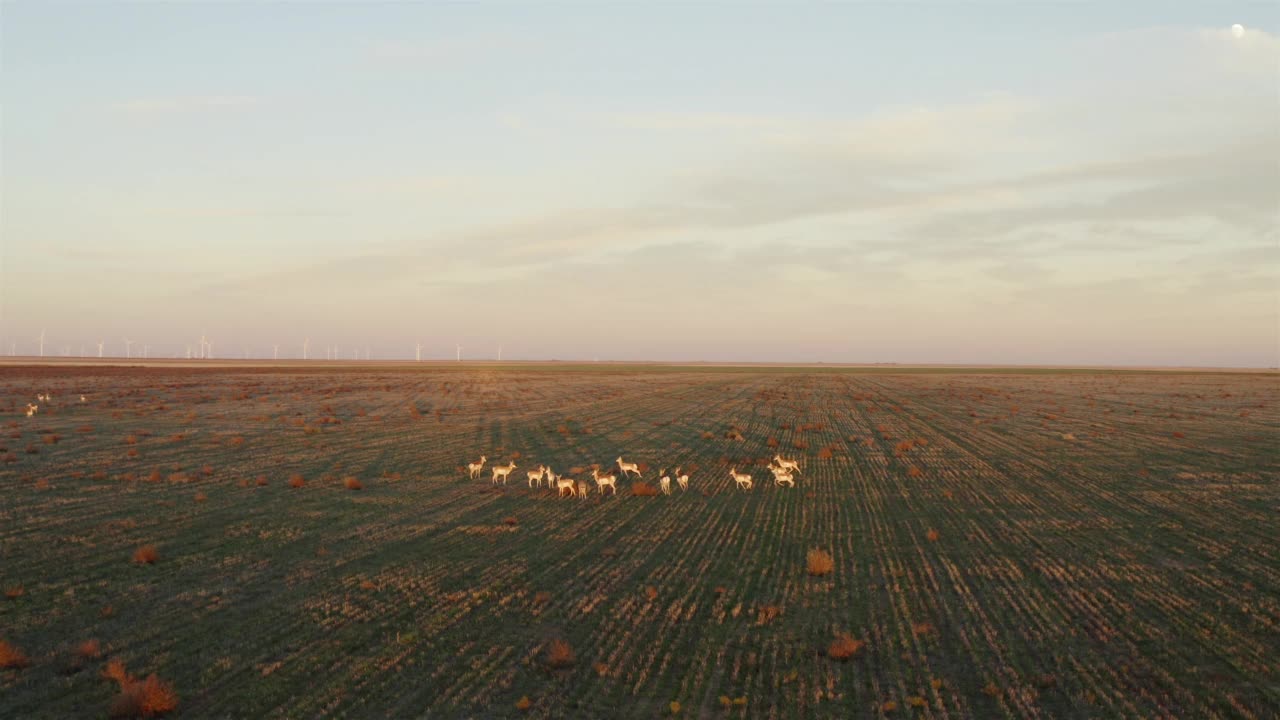 叉角羚/羚羊，新墨西哥州视频素材