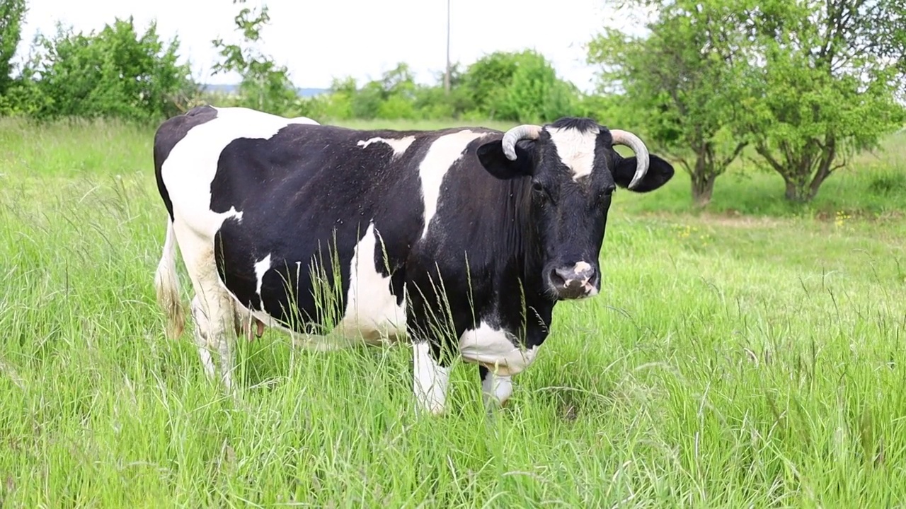 黑色和白色的牛在夏天吃草视频素材