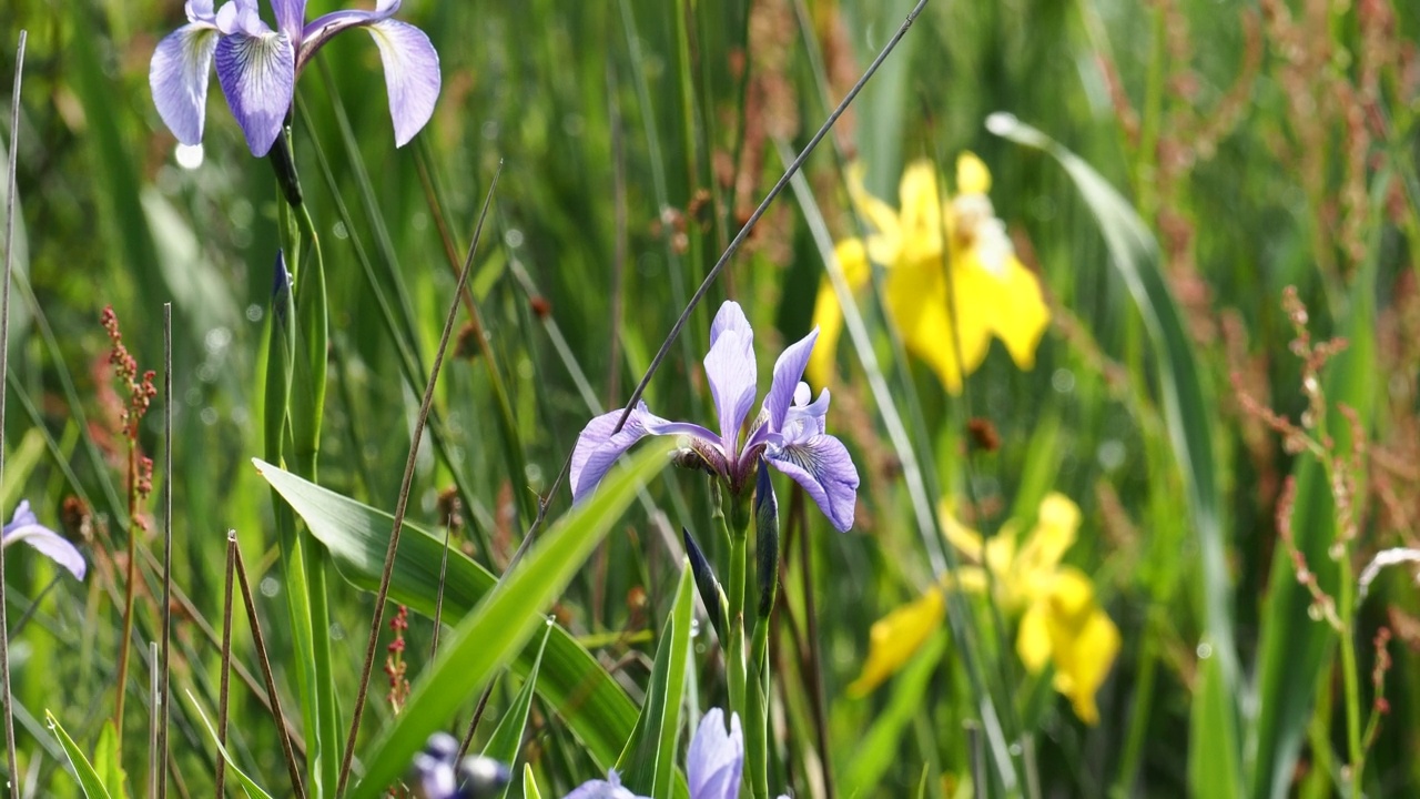 蓝色鸢尾花，鸢尾花spuria，和黄色鸢尾花，假鸢尾花花在沼泽在温德米尔湖岸边，安布尔赛德，湖区，英国。视频素材