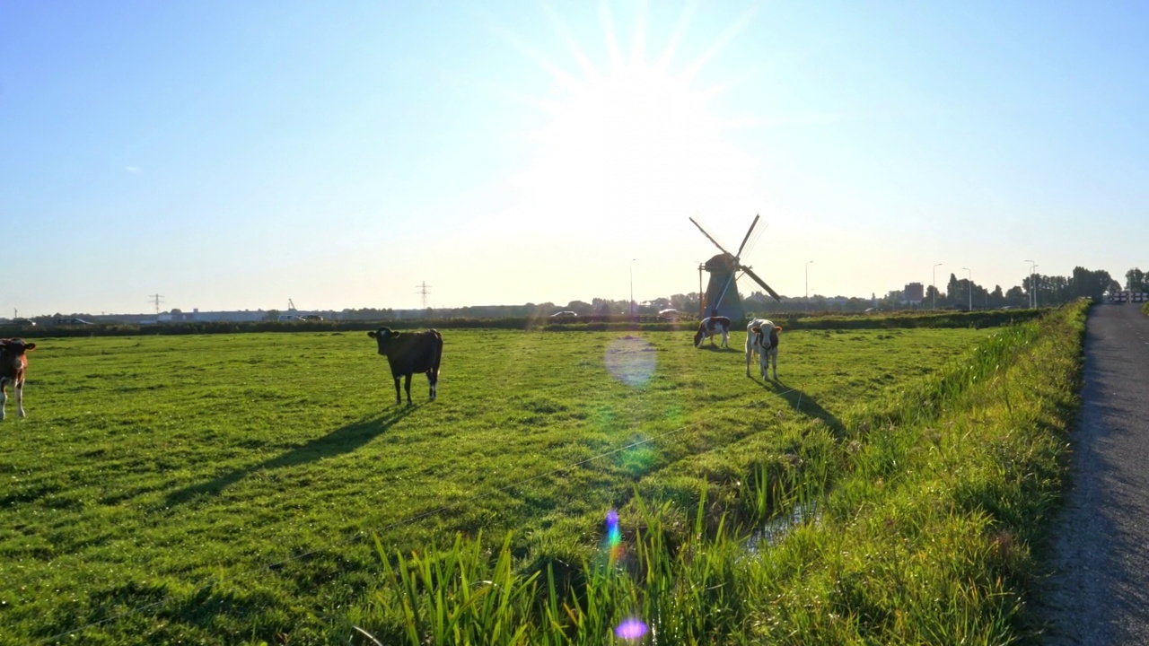 典型的荷兰圩田景观，草地上有吃草的奶牛视频下载