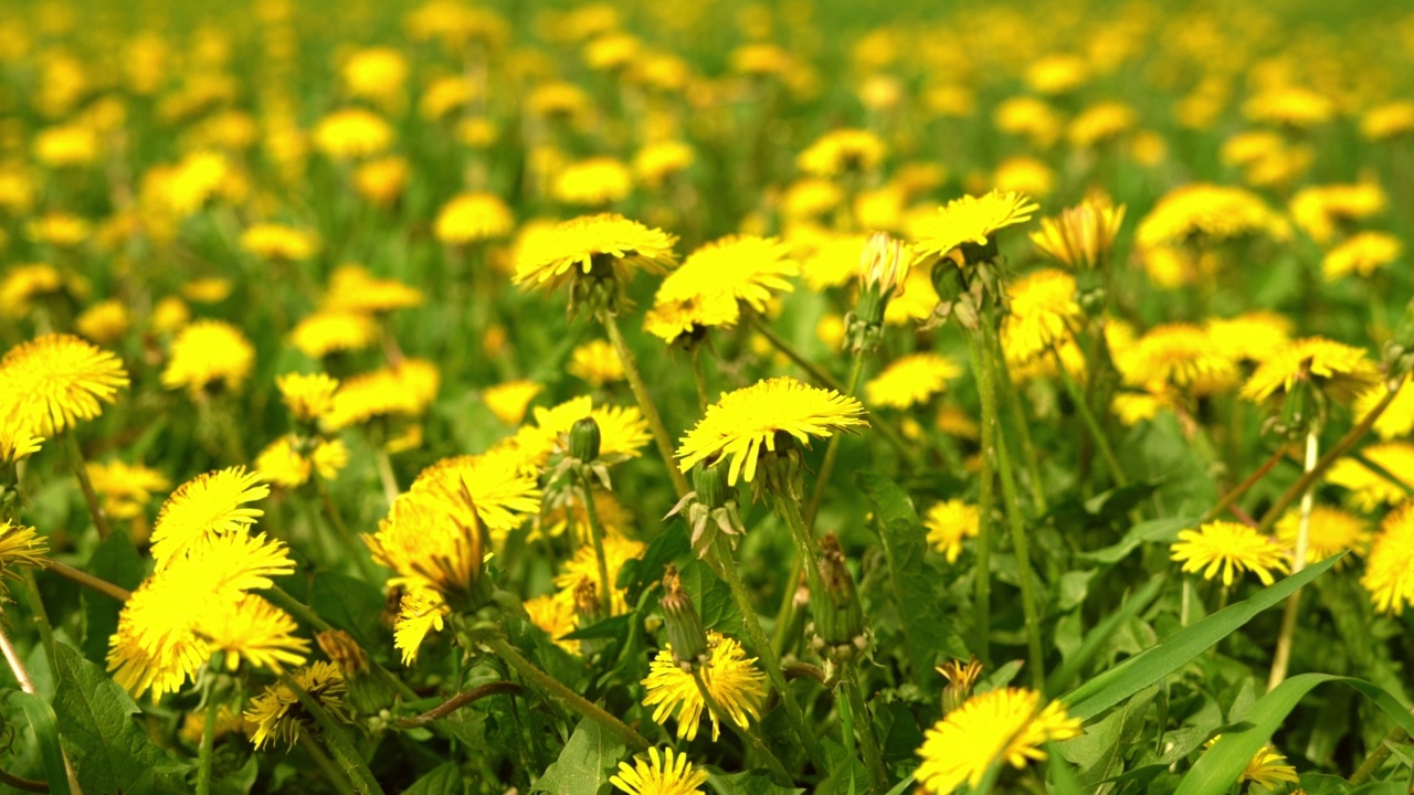 夏季草地黄色蒲公英花近距离在绿草蒲公英视频素材