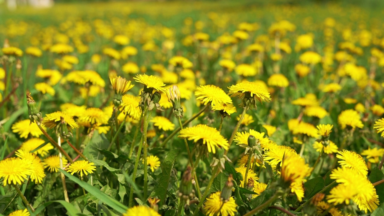 夏季草地黄色蒲公英花近距离在绿草蒲公英视频素材