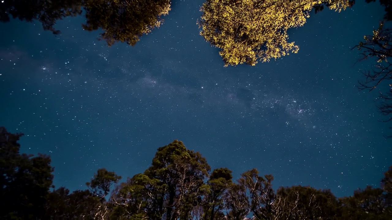 银河夜空-树梢之上视频素材