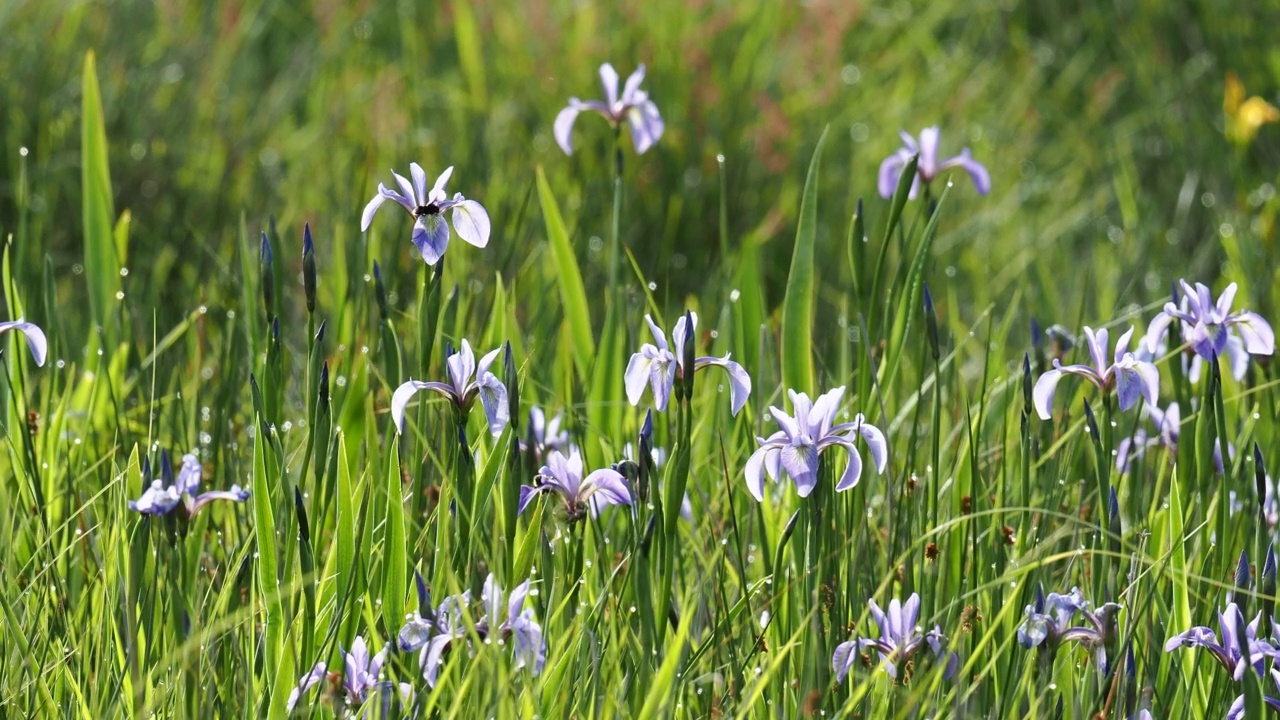蓝色鸢尾花，鸢尾花在沼泽上开花在温德米尔湖岸边，安布尔塞德，湖区，英国与大黄蜂吃他们。视频素材