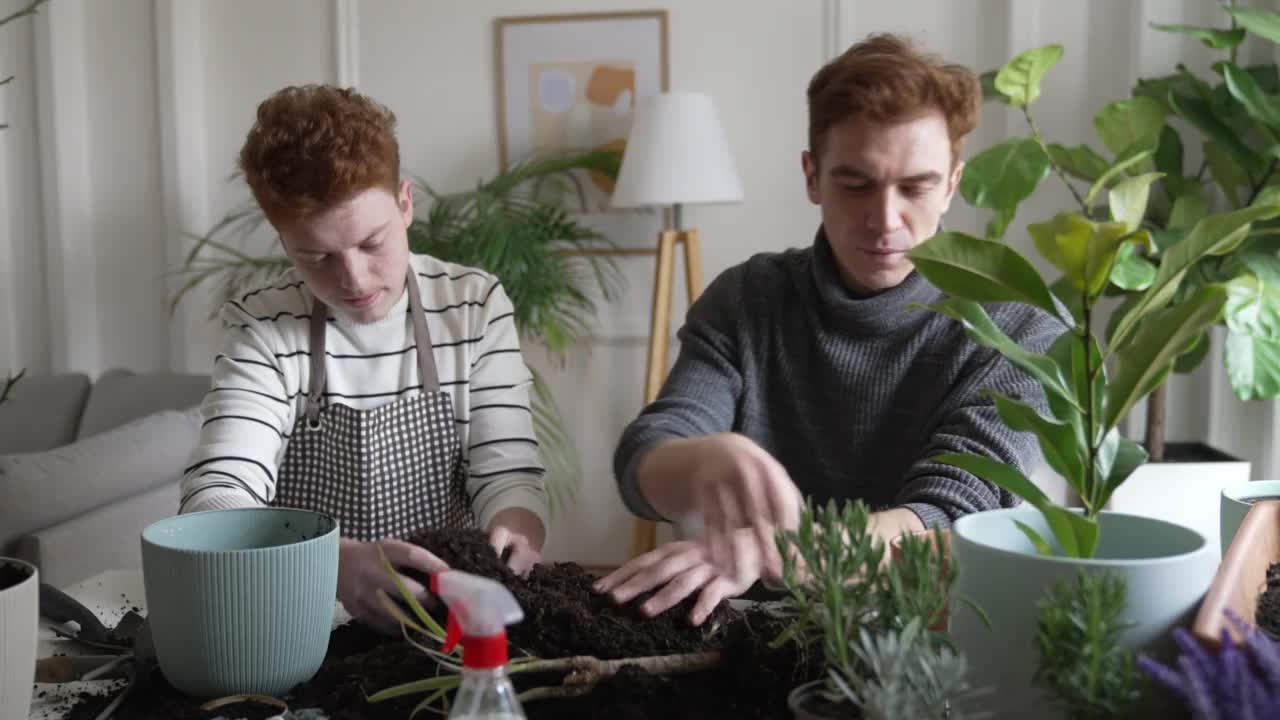 两个红发白人兄弟一起种植室内植物视频下载