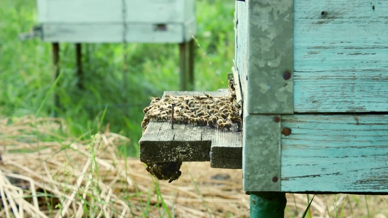 蜂房和蜜蜂视频素材