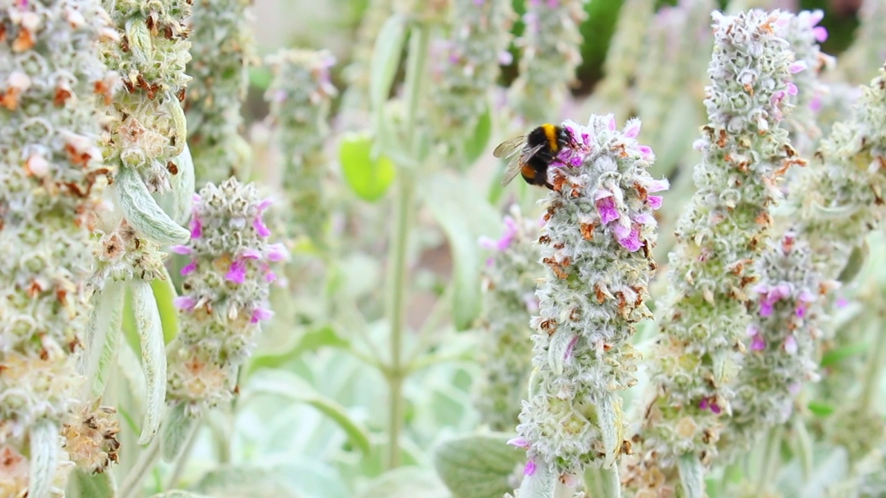 大黄蜂为花授粉视频素材