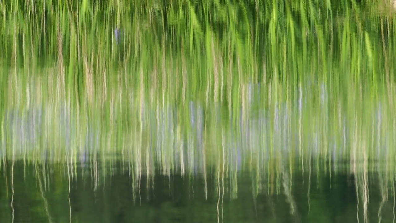 蓝色鸢尾花反映在河Brathay在安布尔赛德，湖区，英国。视频素材