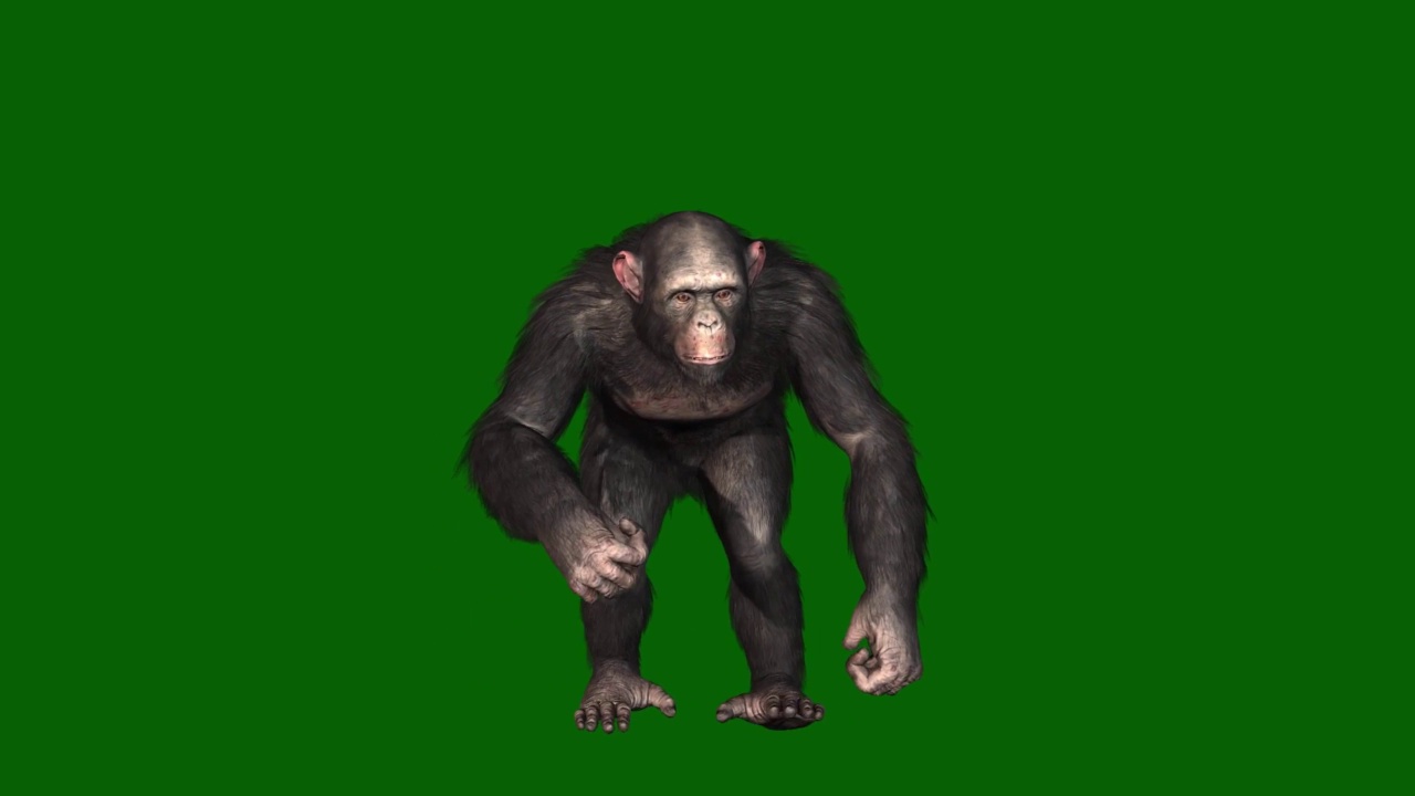黑猩猩在绿屏幕上行走视频素材