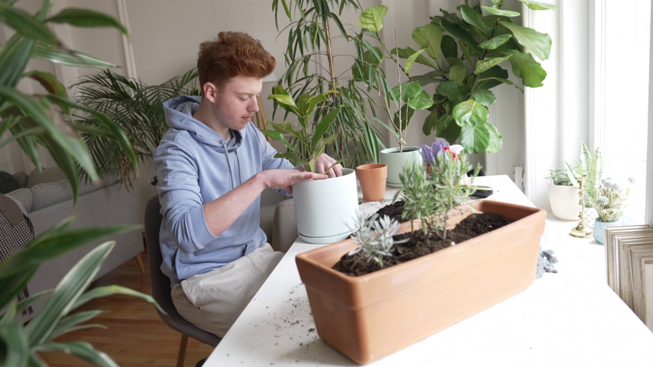 红发少年在家里种植室内植物的肖像视频下载