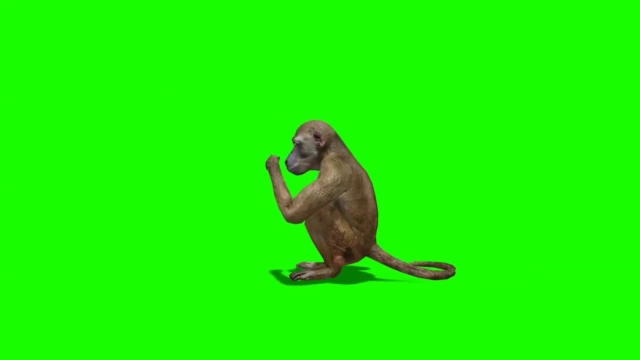 猴子看绿屏幕视频素材