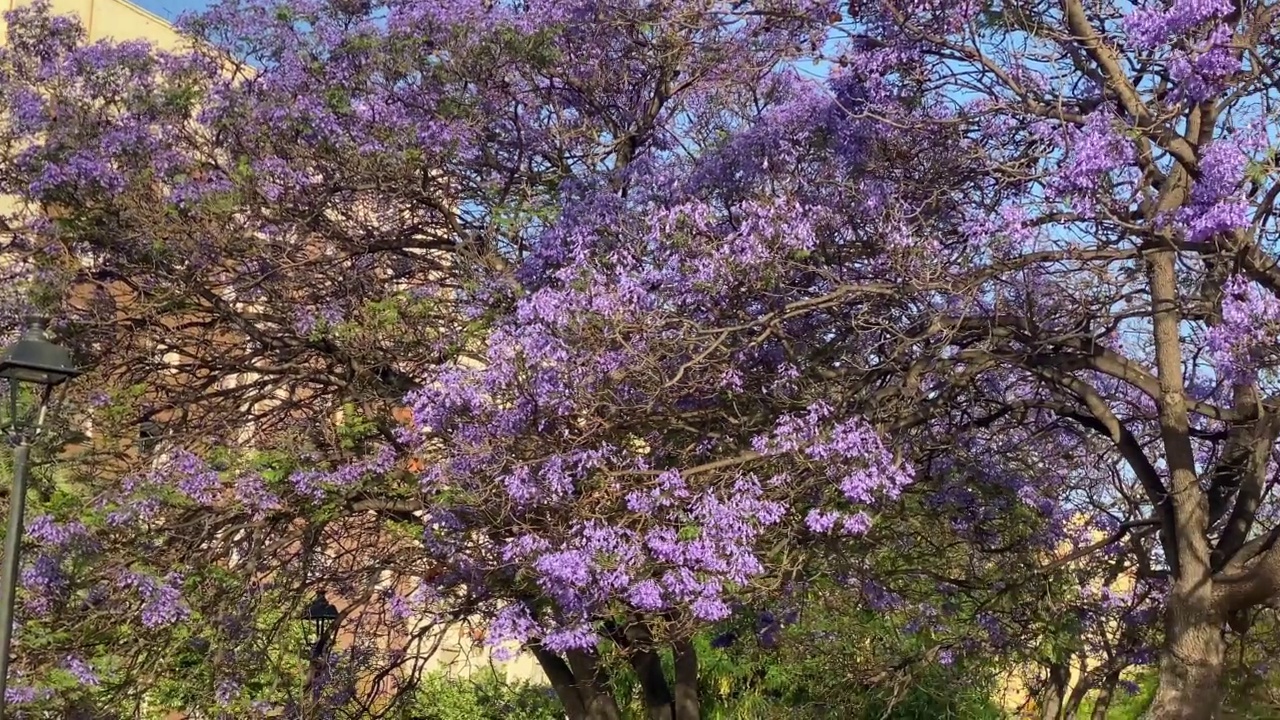 淘金拍摄开花的蓝花楹树视频素材