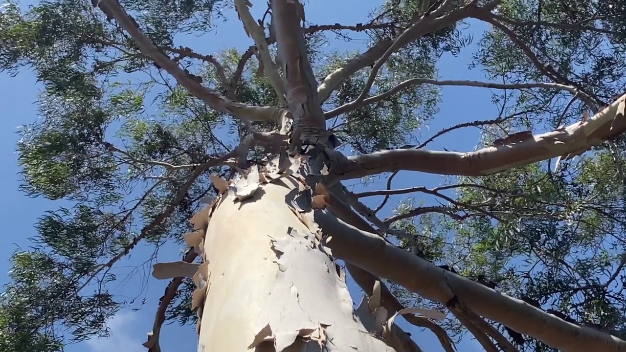 倾斜树的镜头视频素材