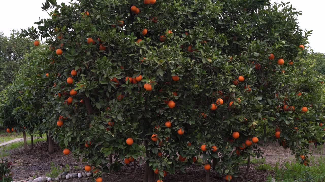 花园里的橘子树视频素材