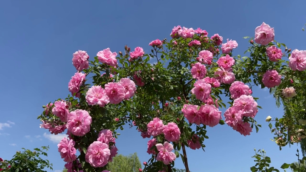 美丽的粉红色玫瑰花枝在花园的蓝天下摇曳。视频素材
