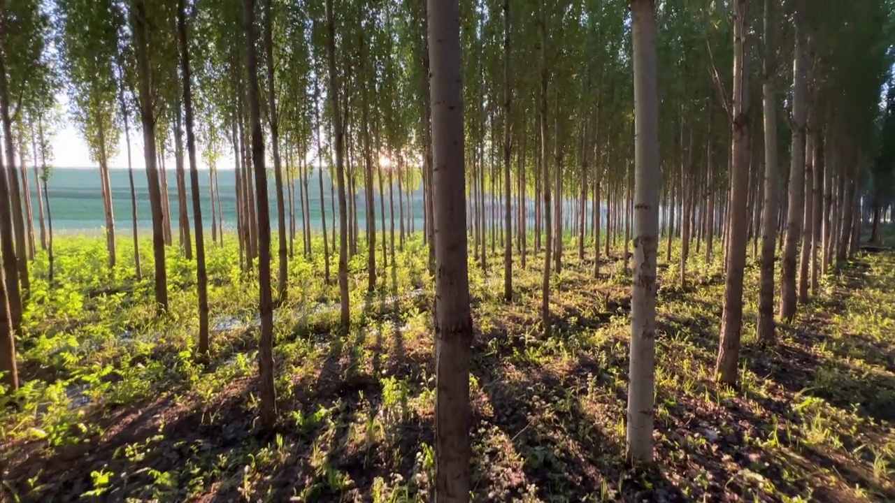 黎明时分的针叶林视频素材