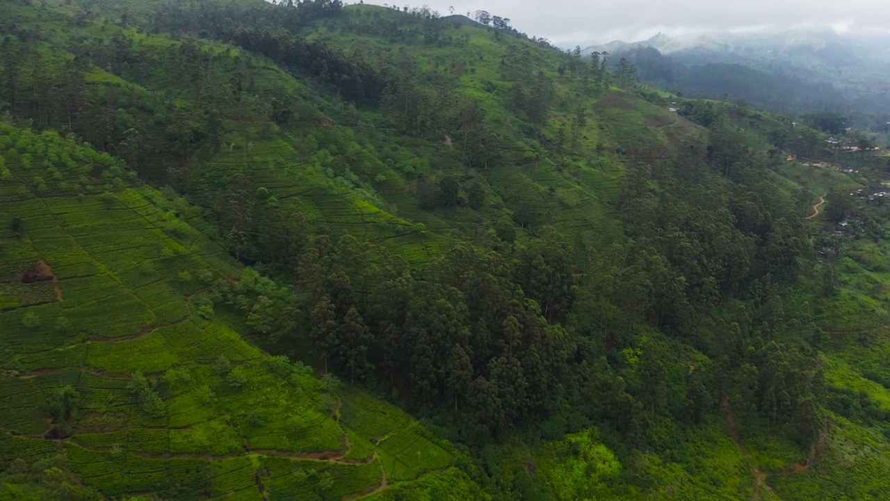 斯里兰卡的茶园景观。视频素材
