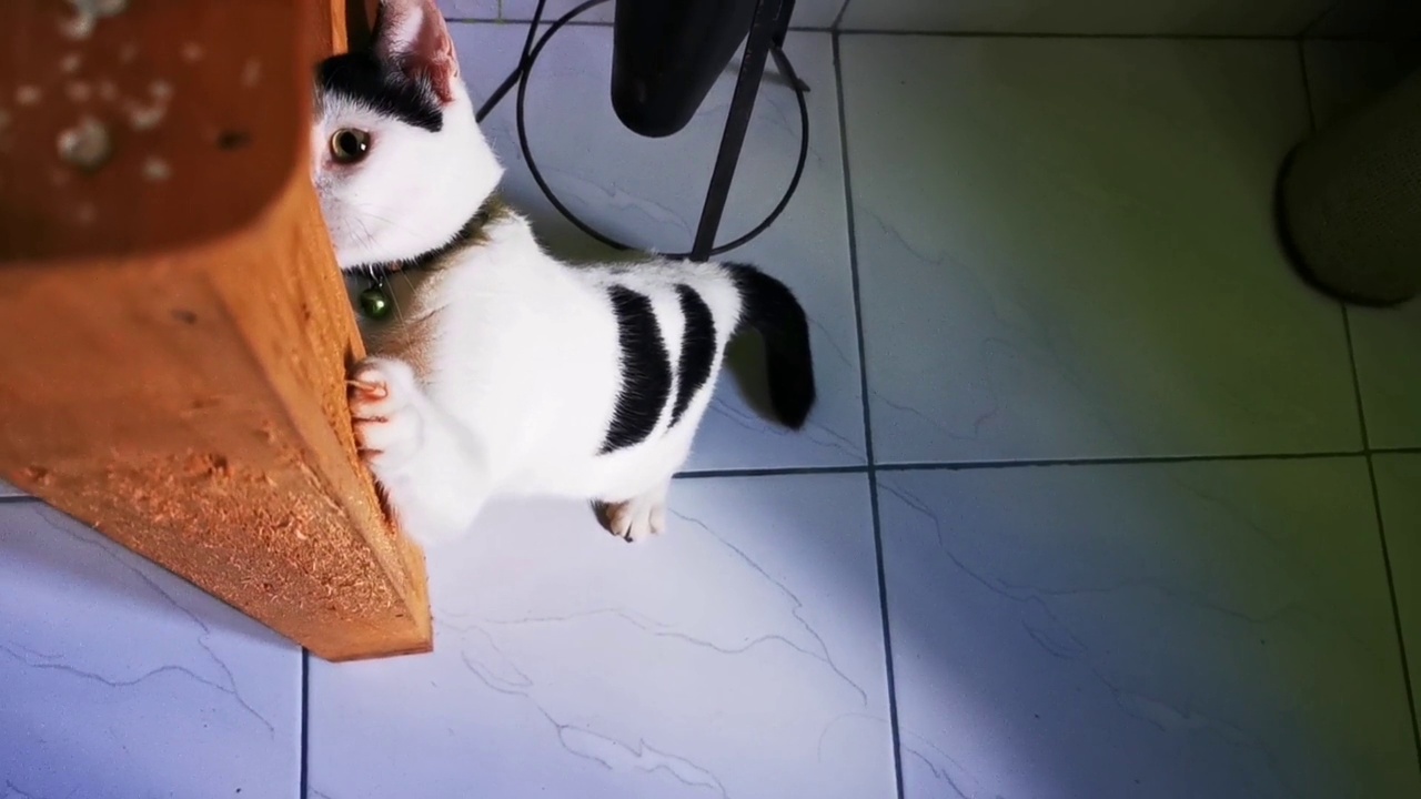 猫抓桌子腿视频下载