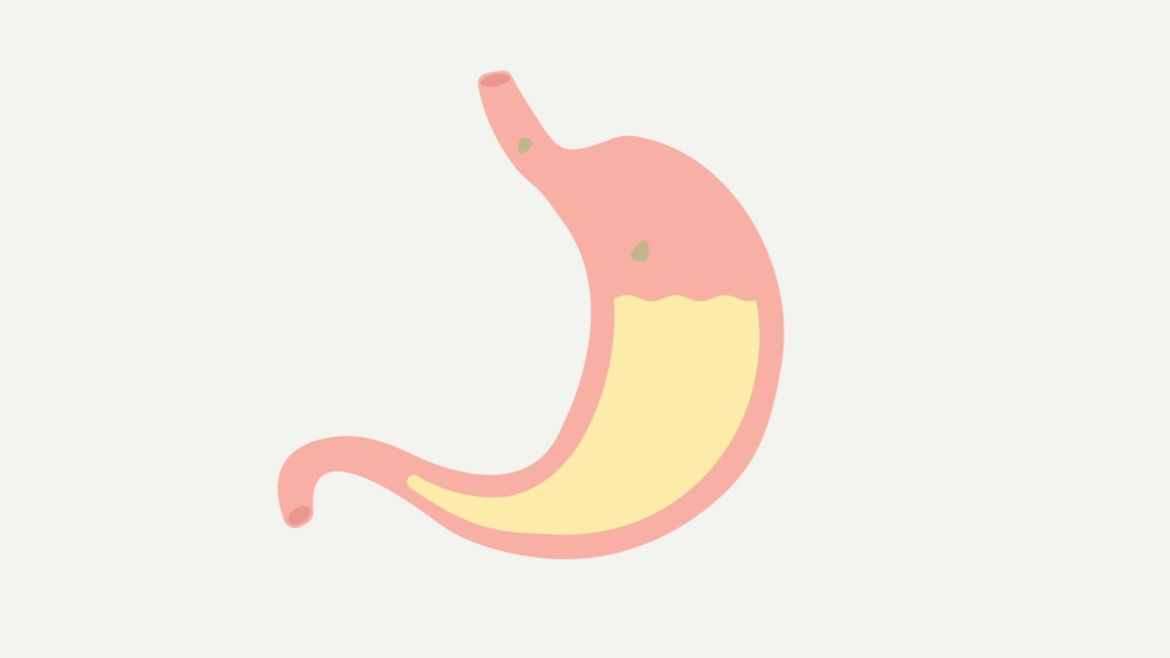 胃消化食物动画示意图视频下载