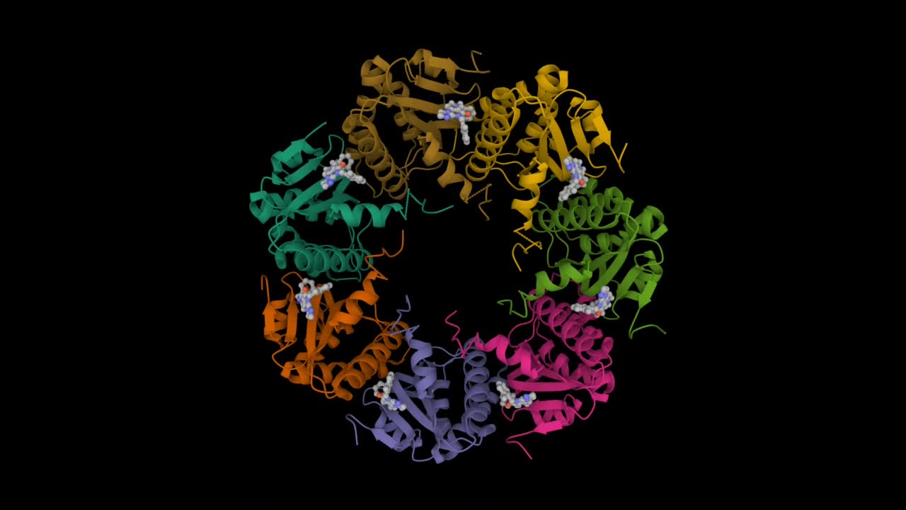 人线粒体酪蛋白溶解蛋白酶P (ClpP)与抑制剂ONC201复合物视频素材