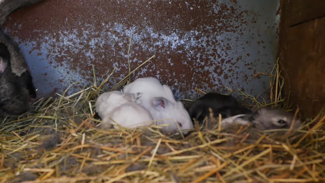刚出生的小兔子和兔子妈妈一起关在笼子里。一只灰色的大母兔子和兔子住在一个笼子里视频素材