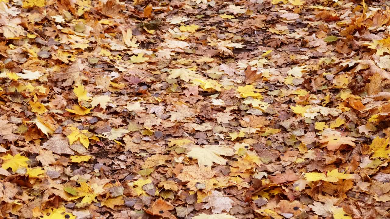 小路上散落着黄色和橙色的秋叶视频素材