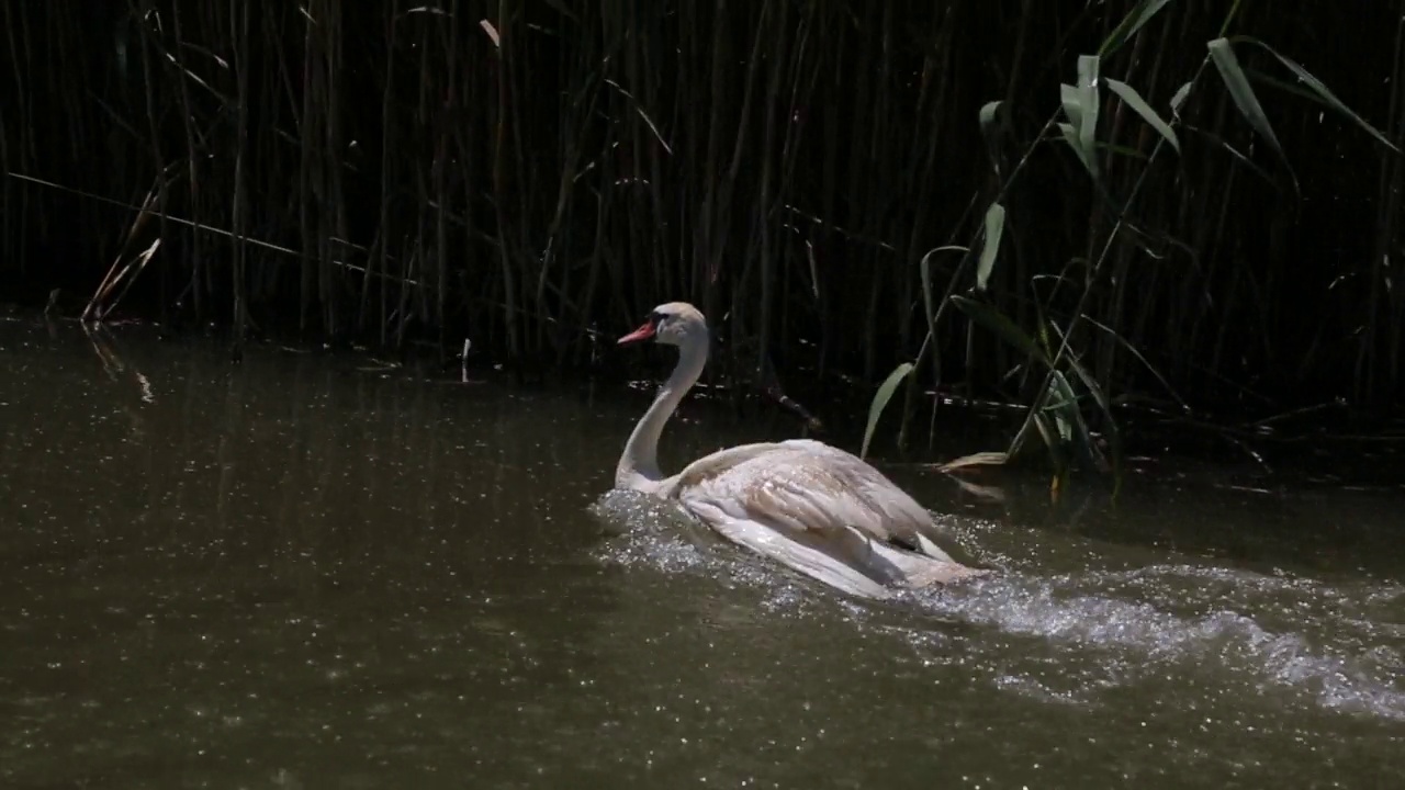 白天鹅一起在水上作为忠贞和爱情的概念。视频素材