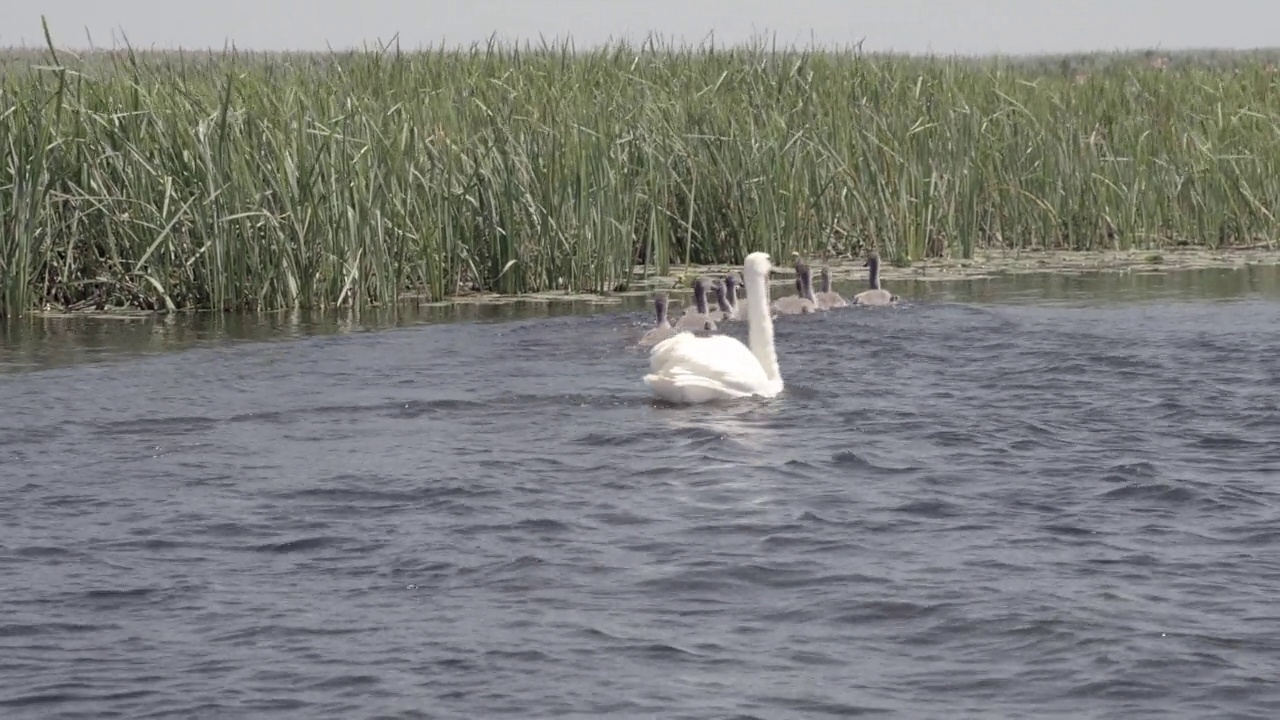 白天鹅一起在水上作为忠贞和爱情的概念。视频素材