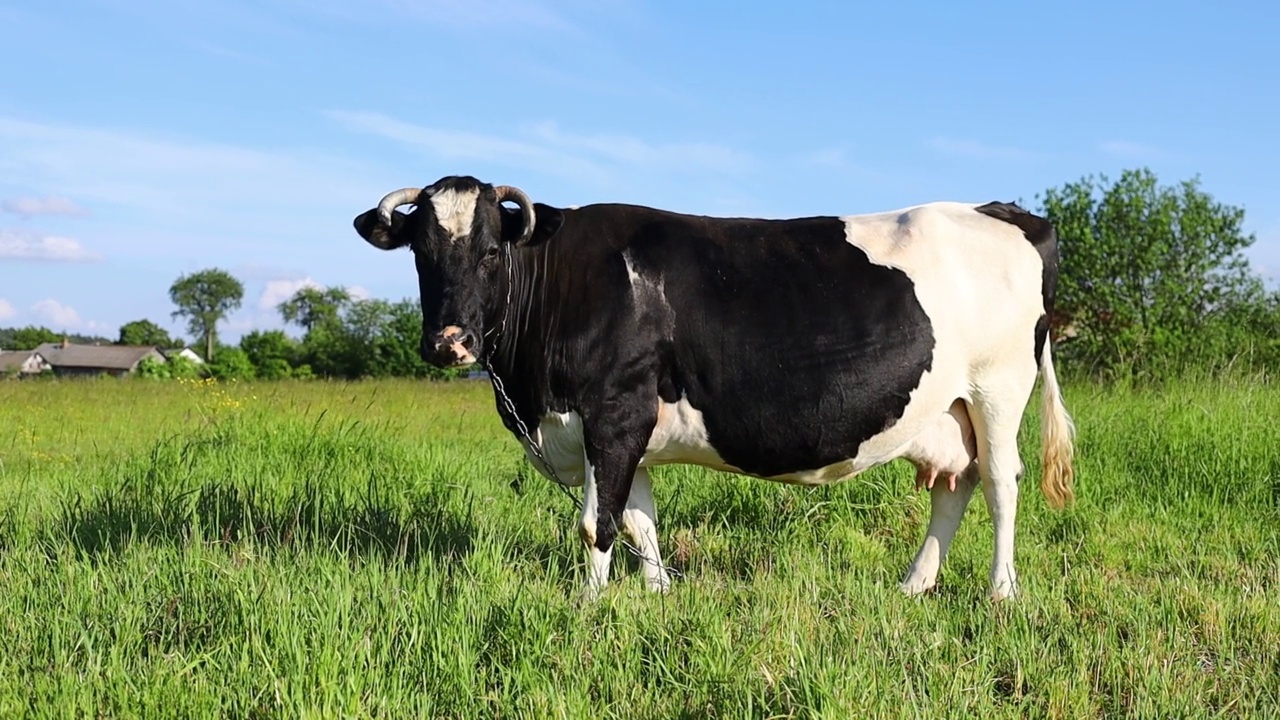 黑色和白色的牛在夏天吃草视频下载
