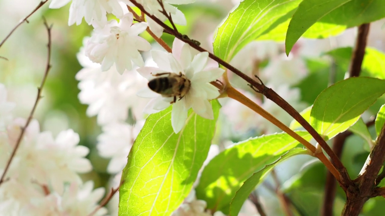 灌木花上的野蜜蜂。野蜂采蜜。视频素材